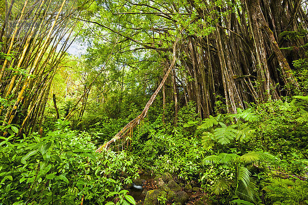 Ein riesiger Banyan-Baum im üppig grünen tropischen Regenwald im Akaka Falls State Park; Insel Hawaii  Hawaii  Vereinigte Staaten von Amerika'.