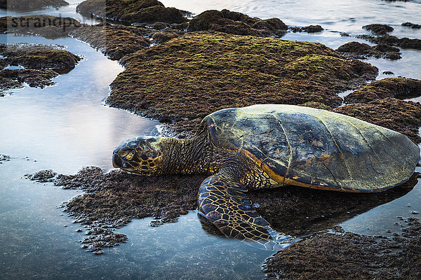 Grüne Meeresschildkröte (Chelonia mydas)  ruhend im Gezeitentümpel  Kaloko-Honokohau National Historical Park; Insel Hawaii  Hawaii  Vereinigte Staaten von Amerika'.