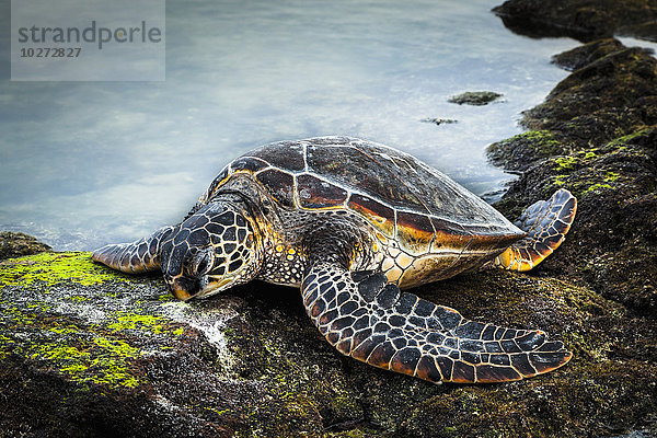 Nahaufnahme der Hawaiianischen Grünen Meeresschildkröte (Chelonia mydas) am Gezeitenbecken im Kaloko-Honokohau National Historical Park; Insel Hawaii  Hawaii  Vereinigte Staaten von Amerika'.