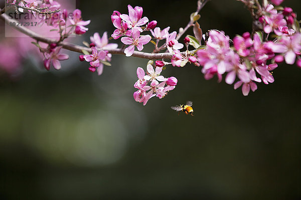 Biene bei ihrem frühlingshaften Ritual des Pollensammelns von Kirschbaumblüten; Trochu  Alberta  Kanada'.