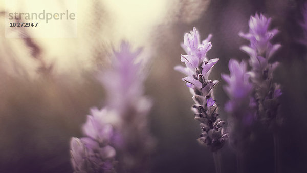 Violette Blüten im Winterlicht; Sharon-Tal  Israel'.