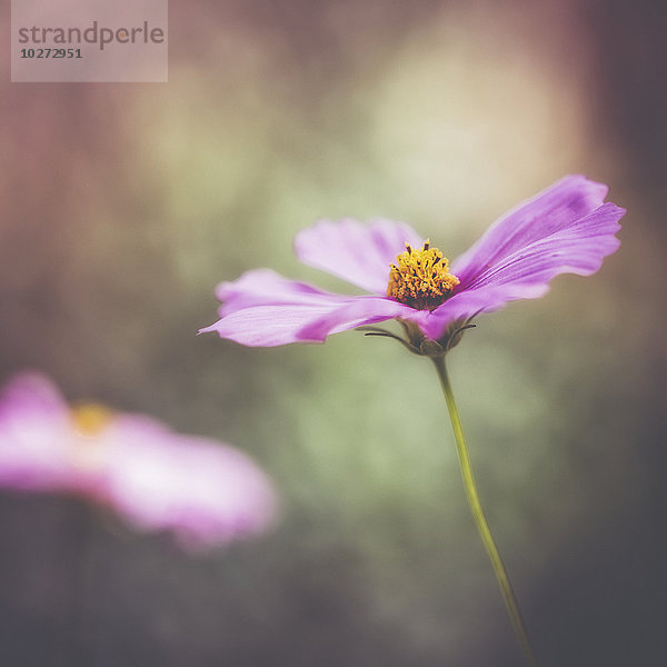 Eine zarte Blume im Botanischen Garten von Jerusalem; Jerusalem  Israel'.