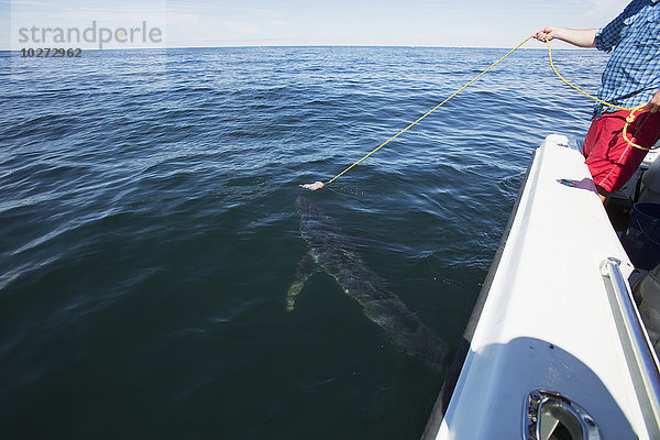Blauhai  gefangen mit einem Seil von einem Fischerboot; Massachusetts  Vereinigte Staaten von Amerika'.