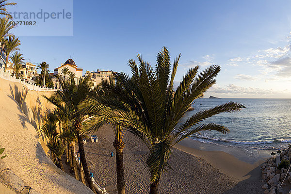 Palmen im Sand am Mittelmeer; Benidorm  Spanien'.