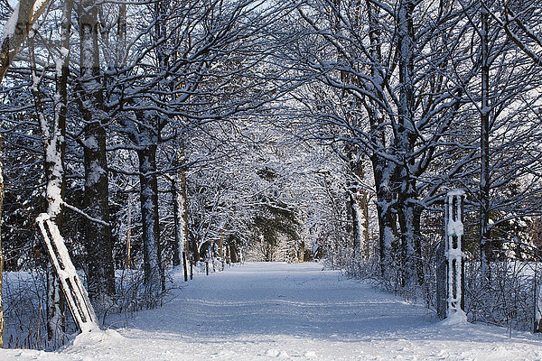 Schneebedeckte Straße mit blattlosen Bäumen im Winter; Brome Lake  Quebec  Kanada'.