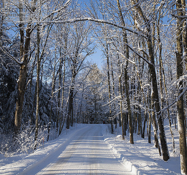Schneebedeckte Straße mit blattlosen Bäumen im Winter und blauem Himmel; Brome Lake  Quebec  Kanada'.