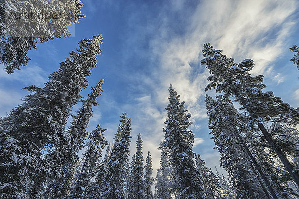 Blick auf die Bäume im Winter; Whitehorse  Yukon  Kanada'.