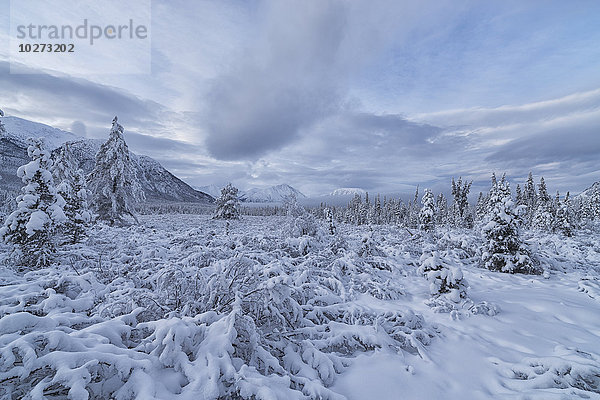 Wolken und Nebel umhüllen die Berge  während Schnee die Bäume und Sträucher im Winter entlang der Annie Lake Road in der Nähe von Whitehorse  Yukon  Kanada  bedeckt.