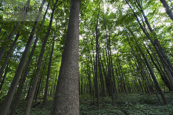 Blick in die Baumkronen von Laubbäumen in einem Wald in Ontario; Strathroy  Ontario  Kanada .