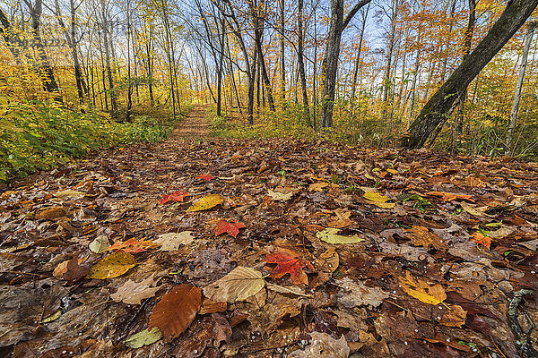 Blätter bedecken den Waldweg im Herbst in den Wäldern des Algonquin Park; Ontario  Kanada'.