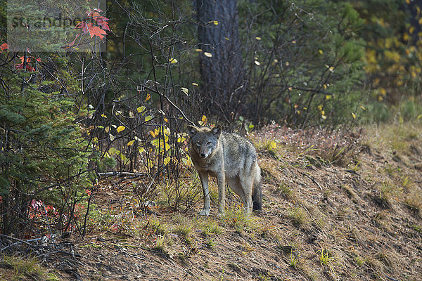 Ein Wolf (canis lupus) steht neben dem Highway 60  der durch den Algonquin Park führt; Ontario  Kanada'.