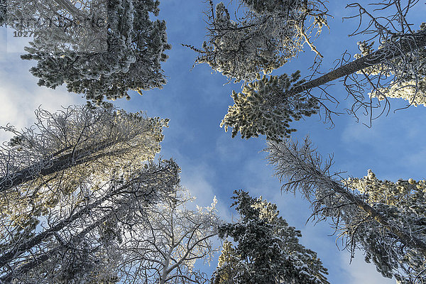 Blick auf die Bäume im Winter; Whitehorse  Yukon  Kanada'.