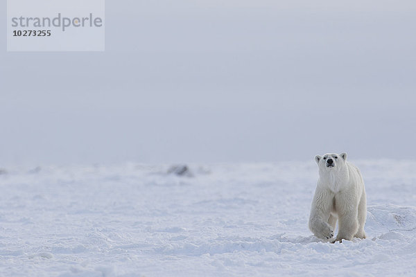 Eisbär (ursus maritimus)  der durch den Schnee und das Eis der Hudson Bay läuft; Manitoba  Kanada'.