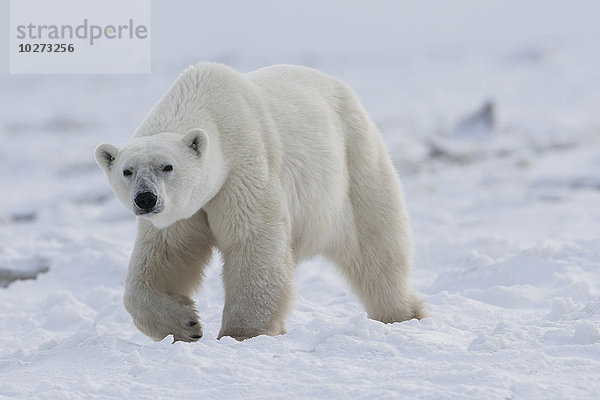 Eisbär (ursus maritimus)  der durch den Schnee und das Eis der Hudson Bay läuft; Manitoba  Kanada'.