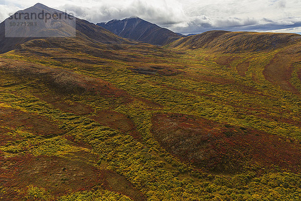 Die farbenprächtige Tundra an den Hängen um Dawson City; Yukon  Kanada'.
