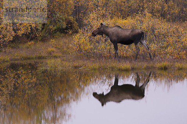 Elch (alces alces)  gespiegelt in einem Teich am Straßenrand entlang des Dempster Highway; Yukon  Kanada'.