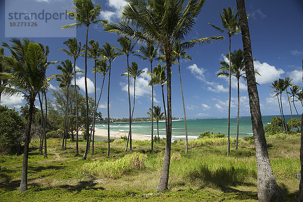 Kokosnusspalmen und Strand in Hauola City of Refuge  Historische Stätte; Wailua  Kauai  Hawaii  Vereinigte Staaten von Amerika'.