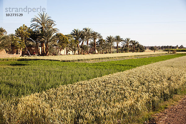 Fruchtbare Ernten am Nil  Westjordanland; Luxor  Ägypten'.