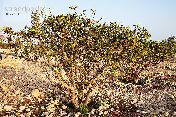 Weihrauchbaum (Boswellia Sacra)  Museum des Weihrauchlandes; Al Balid  Salalah  Oman .