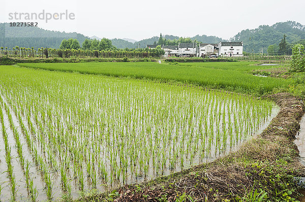 Landschaft mit Reisfeldern aus einem kleinen Dorf in der Nähe von Wuyuan; Provinz Jiangxi  China'.