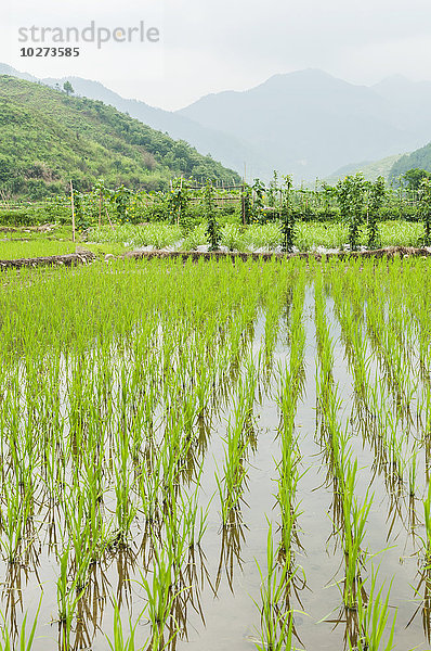 Landschaft mit Reisfeldern aus einem kleinen Dorf in der Nähe von Wuyuan; Provinz Jiangxi  China'.