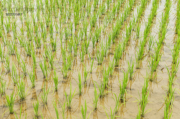 Detail von Reispflanzen in einem kleinen Dorf in der Nähe von Wuyuan; Provinz Jiangxi  China'.