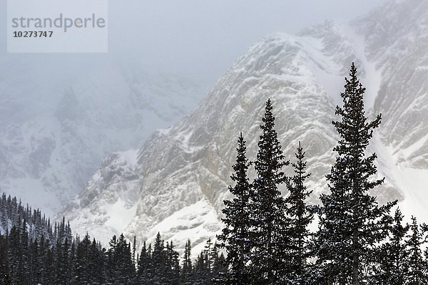 Schneebedeckte immergrüne Bäume vor einem verschneiten Berghintergrund; Kananaskis Country  Alberta  Kanada'.