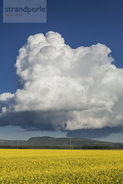 Rapsfeld mit blauem Himmel und Wolken; Thunder Bay  Ontario  Kanada'.