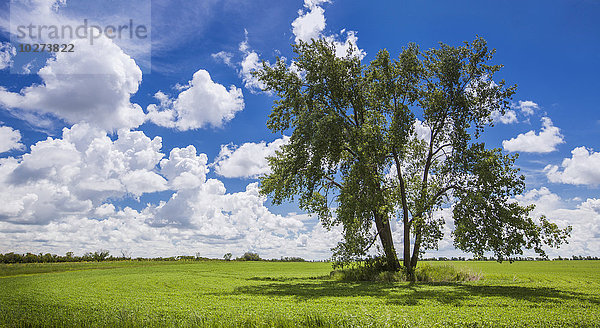 Baum in einem Grasfeld mit blauem Himmel und Wolken; Winnipeg  Manitoba  Kanada'.