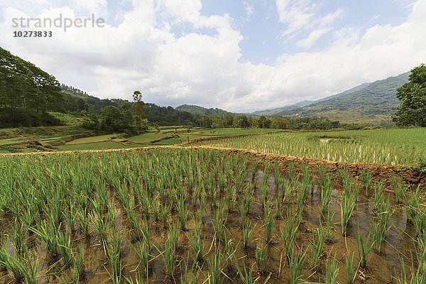 Terrassenförmige Reisfelder  Batutumonga  Toraja-Land  Süd-Sulawesi  Indonesien