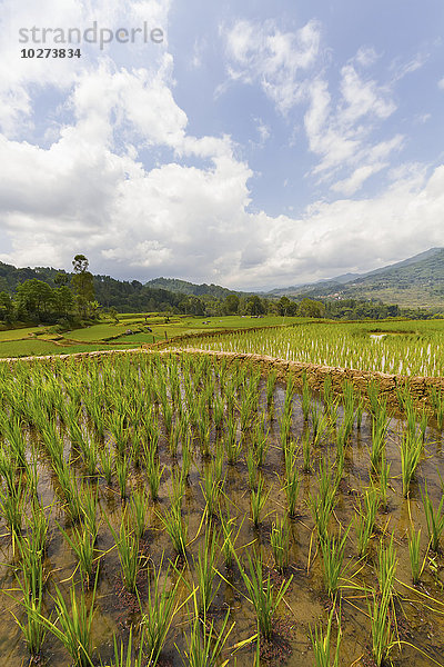 Terrassenförmige Reisfelder  Batutumonga  Toraja-Land  Süd-Sulawesi  Indonesien