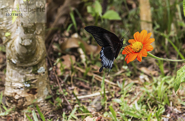 Schmetterling  Lemo  Toraja Land  Süd-Sulawesi  Indonesien