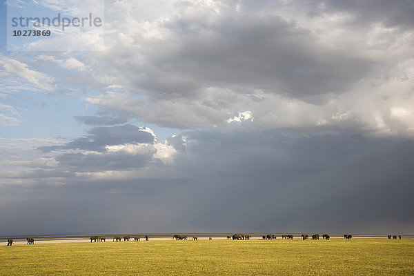 Elefantenherde mit dramatischen Wolken im Lake Manyara National Park; Tansania'.
