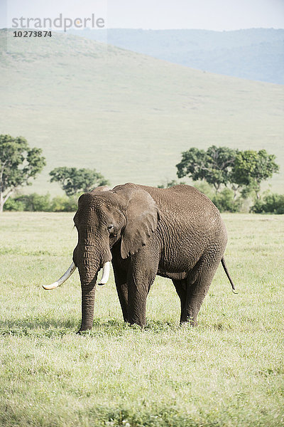 Großer Elefantenbulle im Ngorongoro-Krater; Tansania'.