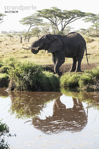 Elefant spiegelt sich im Wasserloch in der Nähe von Seronera im Serengeti-Nationalpark; Tansania'.