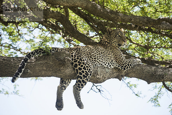 Leopard auf einem Baumstamm in der Nähe von Ndutu  Ngorongoro-Krater-Schutzgebiet; Tansania'.