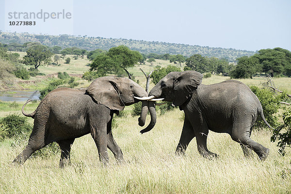 Elefanten beim Sparring im Tarangire-Nationalpark; Tansania'.