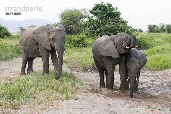 Elefanten holen Wasser aus einem Loch  das sie im Lake Manyara National Park in Tansania gegraben haben.