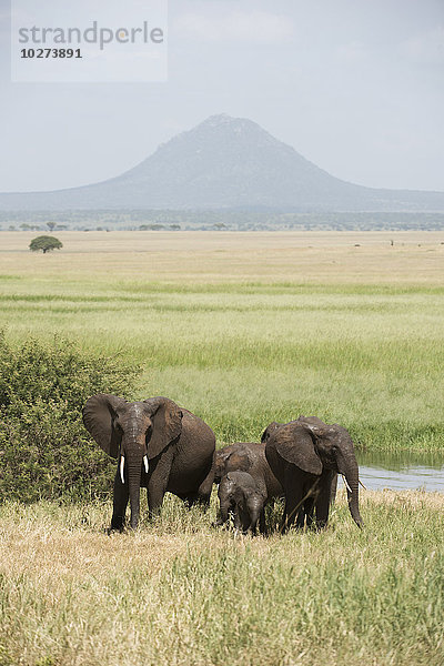 Elefantengruppe im Silale-Sumpf  Tarangire-Nationalpark; Tansania'.