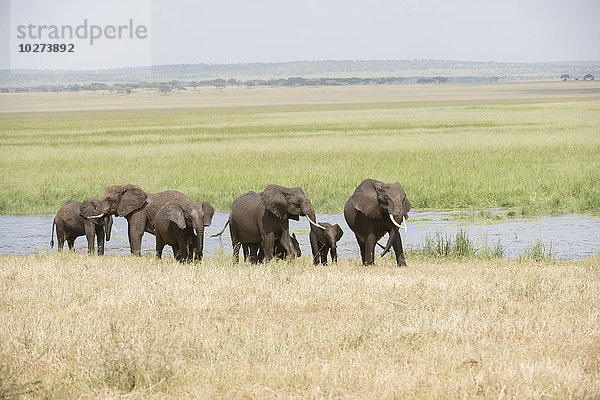 Elefantengruppe im Silale-Sumpf  Tarangire-Nationalpark; Tansania'.