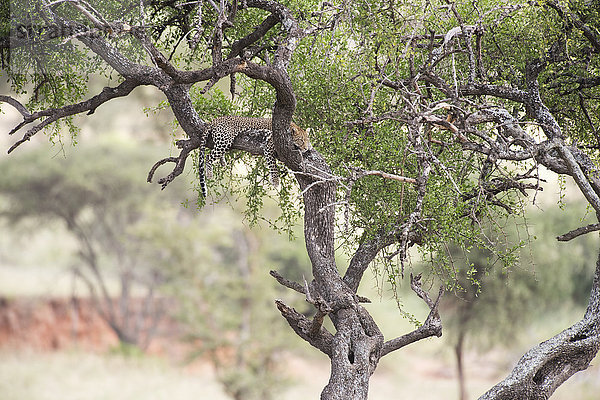 Leopard auf einem Baum im Tarangire-Nationalpark; Tansania'.