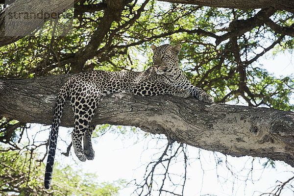Leopard auf einem Baumstamm in der Nähe von Ndutu  Ngorongoro-Krater-Schutzgebiet; Tansania'.