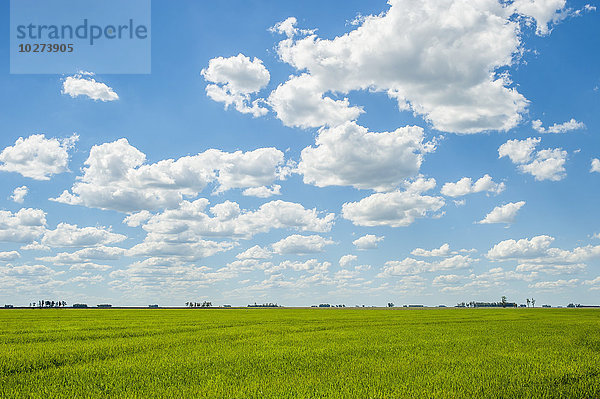 Üppiges Grün  Grasfeld mit blauem Himmel und Wolken; Uruguay