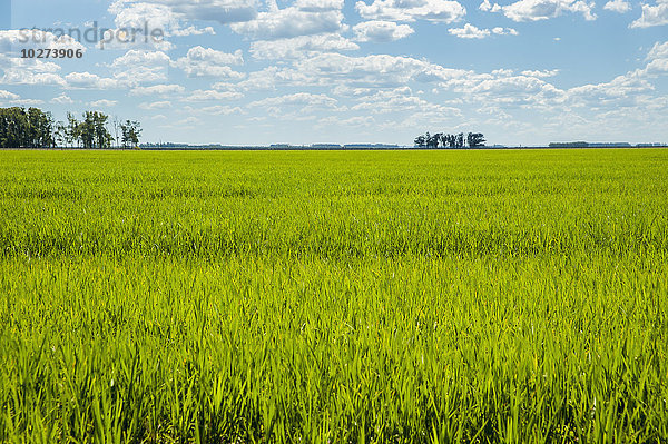 Üppiges Grün  Grasfeld mit blauem Himmel und Wolken; Uruguay