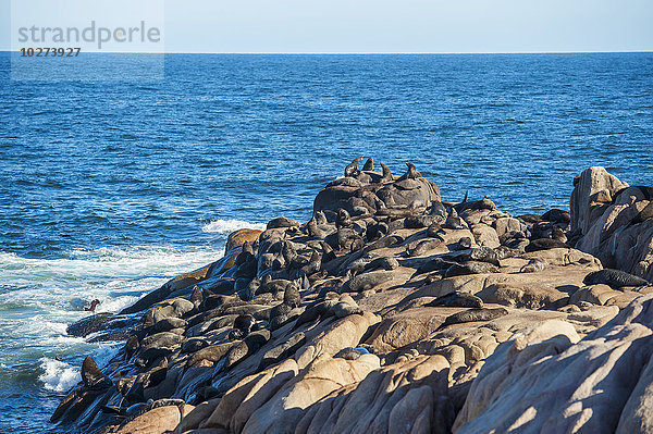 Seelöwen  die sich auf einem Felsen in der Sonne aalen; Cabo Polonio  Uruguay'.