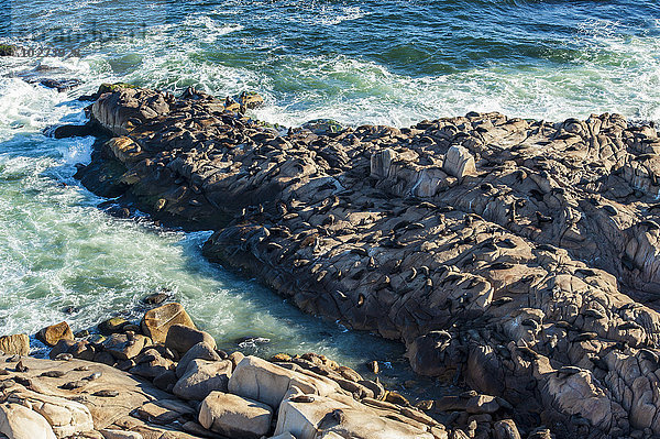 Seelöwen  die sich auf einem Felsen in der Sonne aalen; Cabo Polonio  Uruguay'.