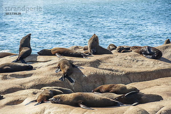 Seelöwen  die sich auf einem Felsen in der Sonne aalen; Cabo Polonio  Uruguay