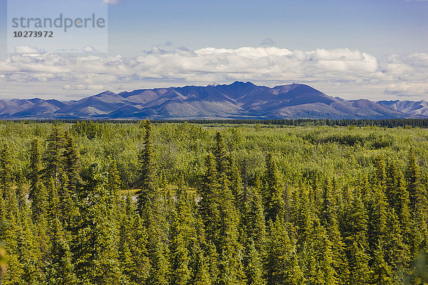 'Blick auf Fichten in der Tundra und die Baird Mountains im Hintergrund an einem sonnigen Tag; Noatak  Alaska  Vereinigte Staaten von Amerika'.