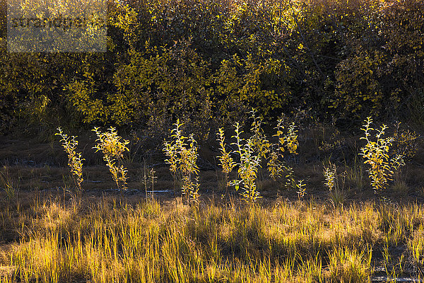Goldene Weiden und Gras  beleuchtet von der untergehenden Sonne; Noatak  Alaska  Vereinigte Staaten von Amerika'.