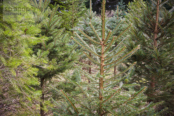 Weihnachtsbaumfarm; Schafgarbe  British Columbia  Kanada'.